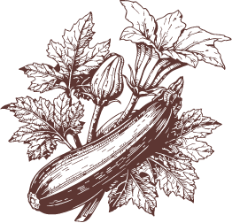 courgette et fleurs de courgette